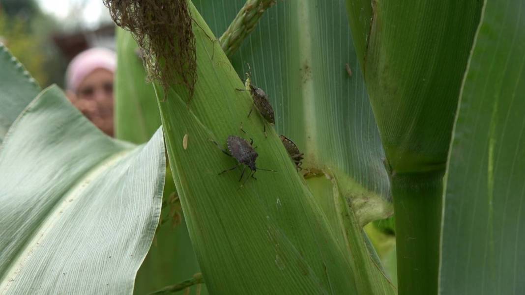 Samsun, Ordu, Sinop, Trabzon istila altında: Gördüğünüz yerde öldürün! Bu işin şakası yok, seferberlik ilan edilmeli! 33